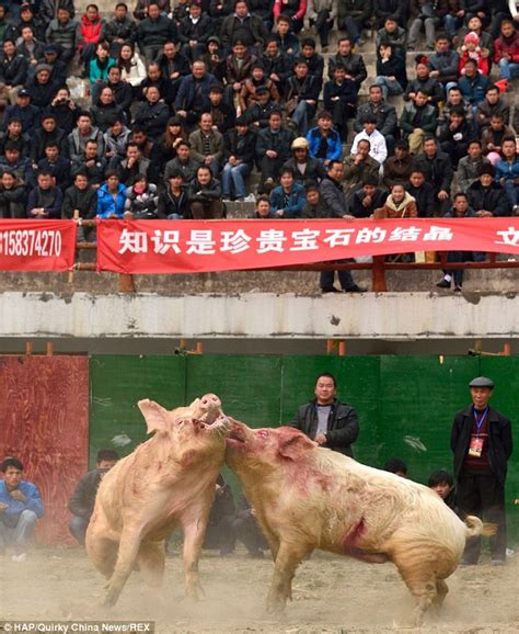 china killing hogs
